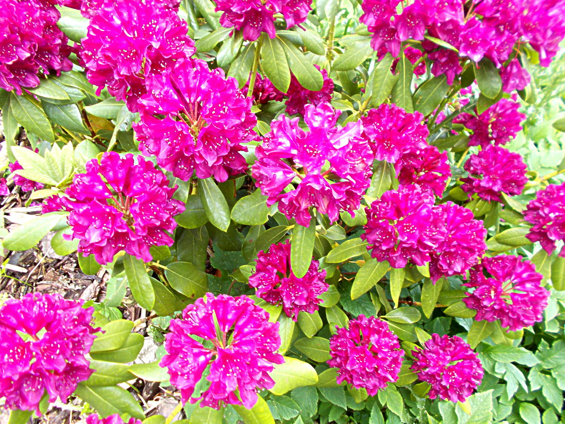 Blüten von Rhododendron