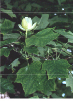 Blüte Tulpenbaum