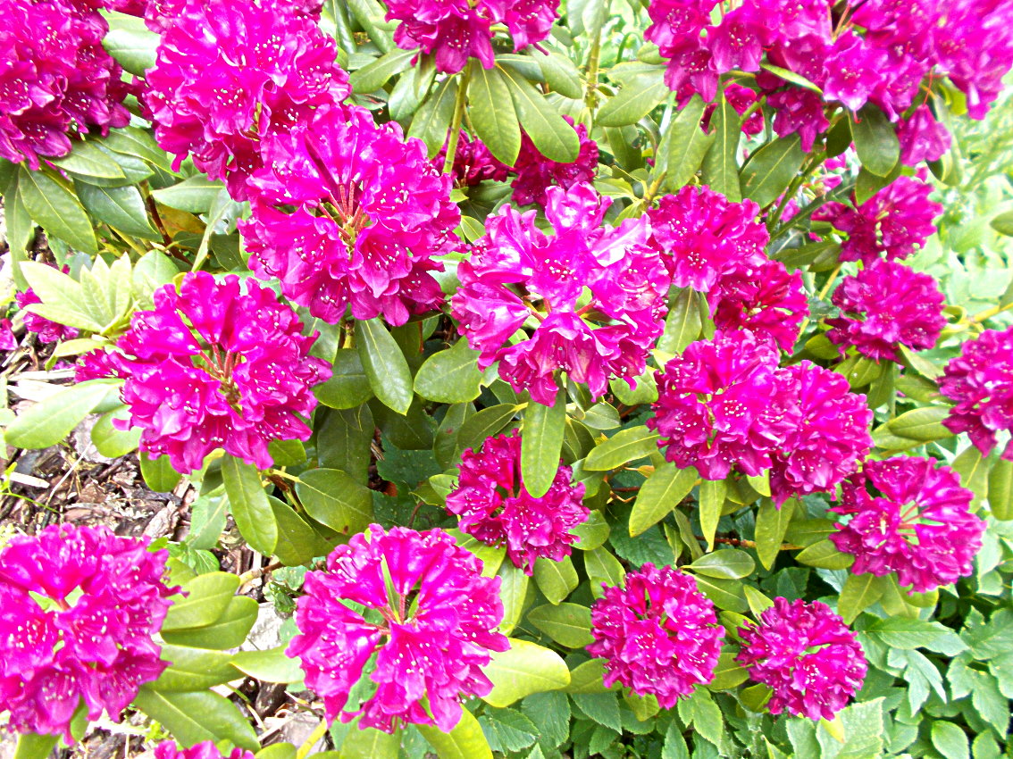 Blüten Von Rhododendron