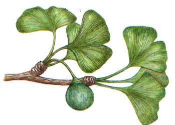 Ginkgoblätter mit Frucht