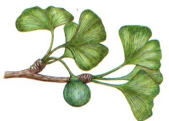 Ginkgoblätter Mit Frucht