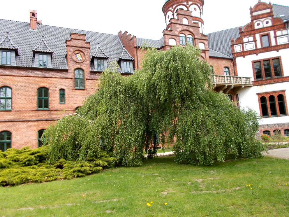 Hängebirke