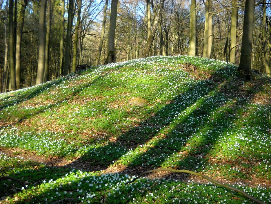 Kegelgrab Mit Anemonen