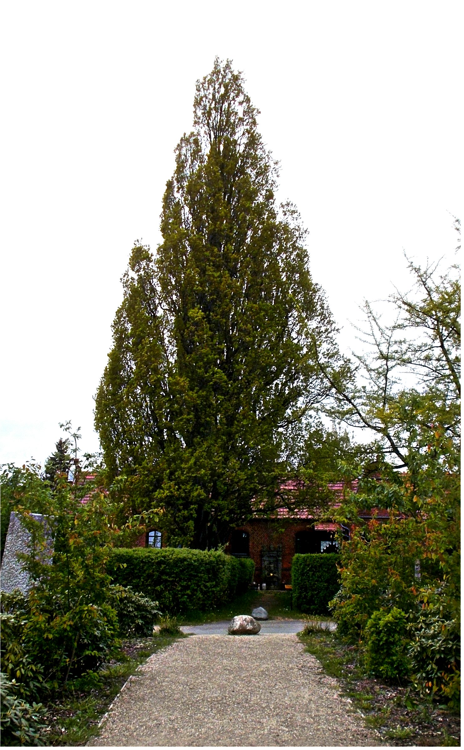 Pyramideneichen.beim Gärtnerhaus