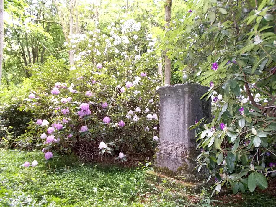 Buelowstein mit Rhododendron