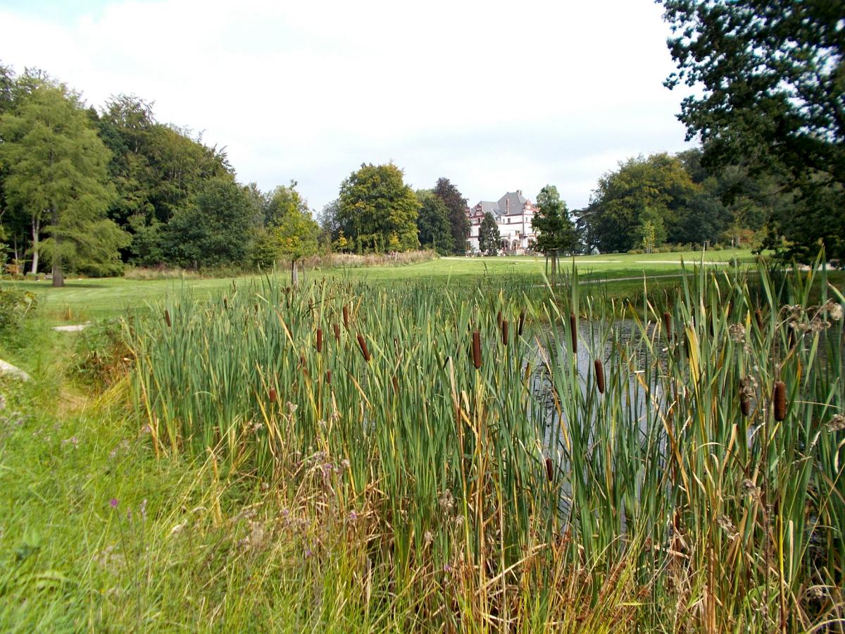 Schlosspark mit Teich und Rohrkolben